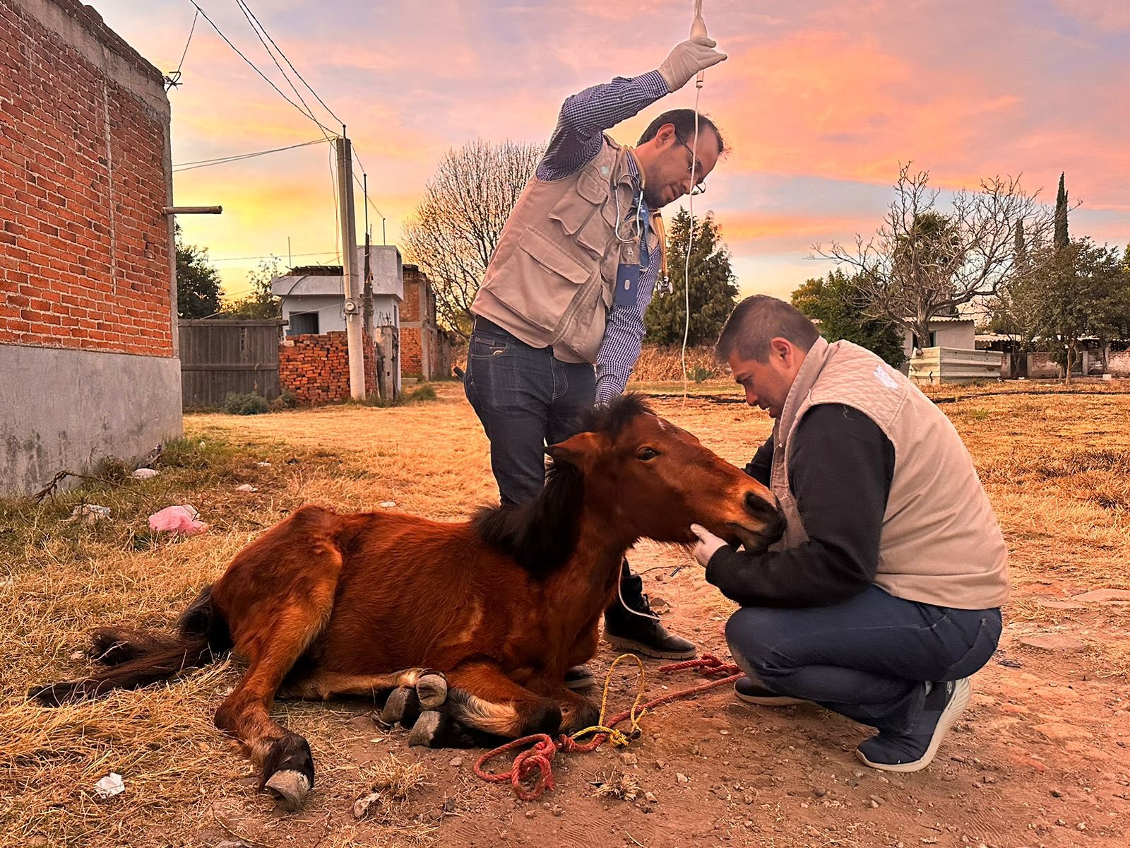 Gobierno de Puebla atiende caso de maltrato a equino en Mihuacán