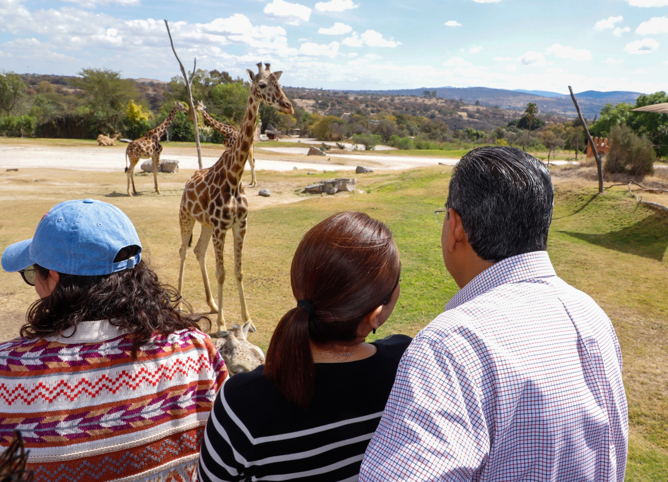 Poblanos dan la bienvenida a Jirafa, Benito; Gobierno respalda causas animalistas