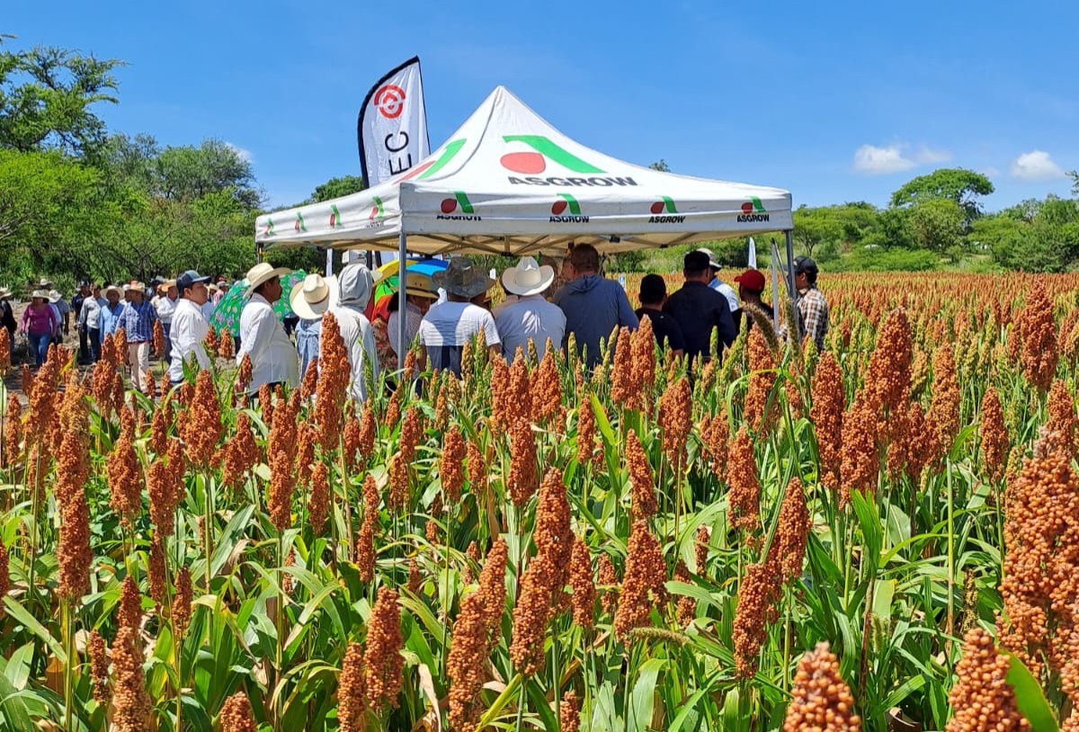 Presenta gobierno estatal rendimiento de producción de sorgo 2023