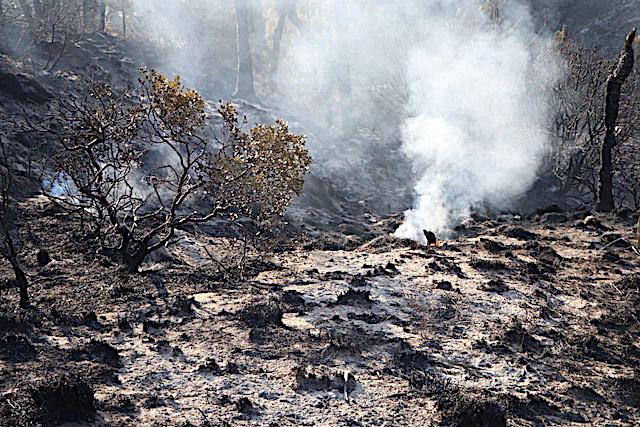 Controlado el 80 por ciento del incendio forestal de Libres; se reportan daños en 120 hectáreas