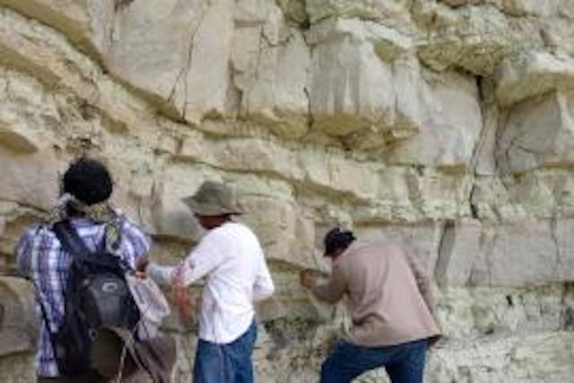Laboratorio de Paleobiología BUAP, cuenta con 2 mil 500 fósiles