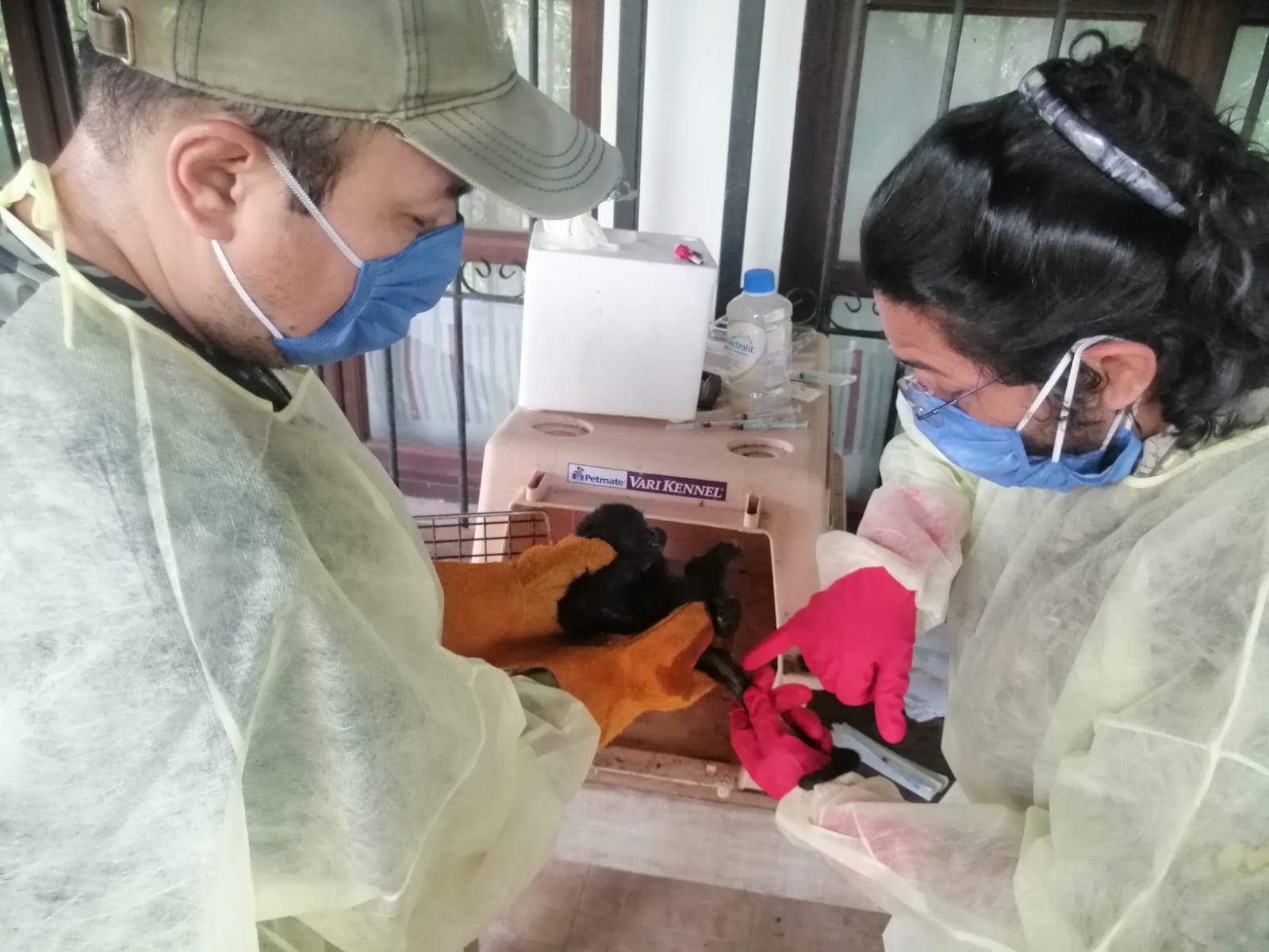 Inusual muerte de primates en México: Llamado a la acción y coordinación urgente