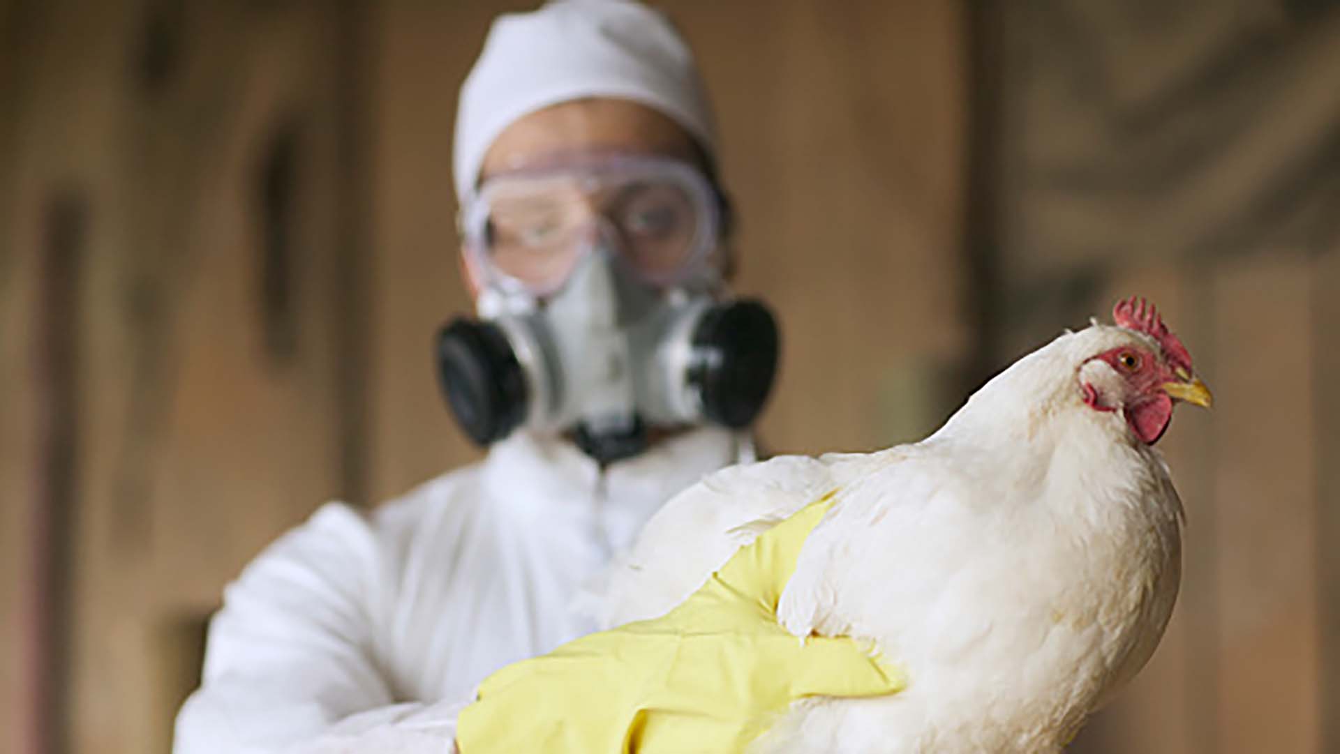 Secretaría de Salud informa que no existe riesgo para la población ante detección de primer caso humano de influenza aviar A(H5N2)