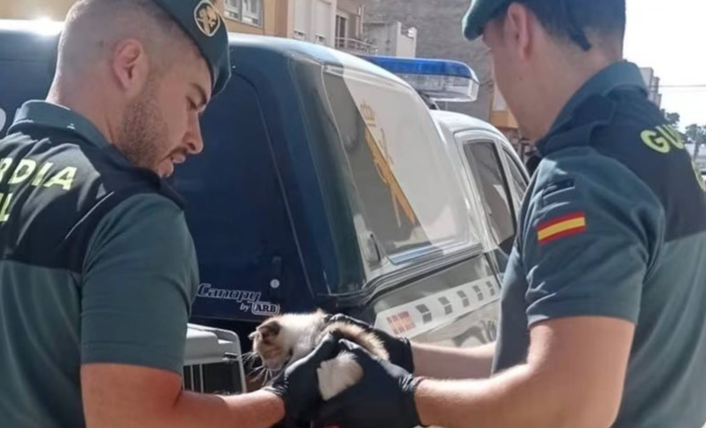 Rescatan a gatito que viajó desde Barcelona a Benicarló en un motor