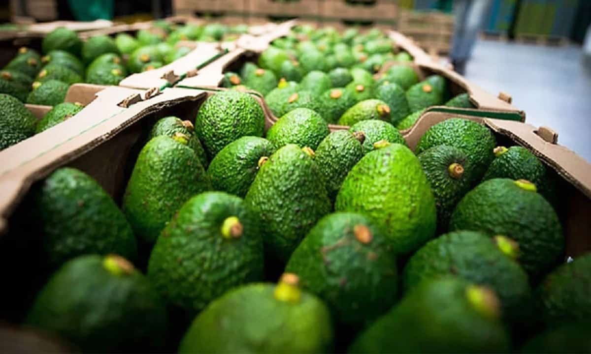 Hoy se arregla el asunto del Aguacate en Michoacán: AMLO