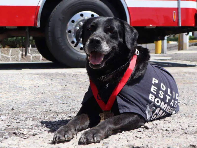 Gobierno de Puebla hace ceremonia en honor a ‘Dana’ agente canino de la Unidad de Búsqueda y Rescate