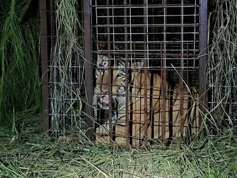 Tigre Siberiano recuperado sano y salvo tras escaparse de zoológico en Reynosa