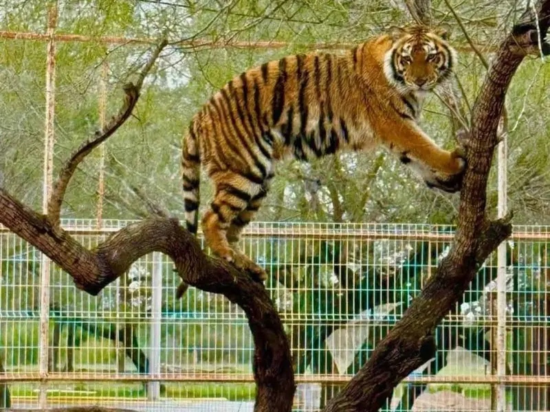 Tigre Adulto Escapa del Zoológico en Reynosa: Operativo en Marcha
