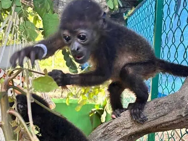 Artículo científico confirma la muerte de 286 monos saraguato en Tabasco