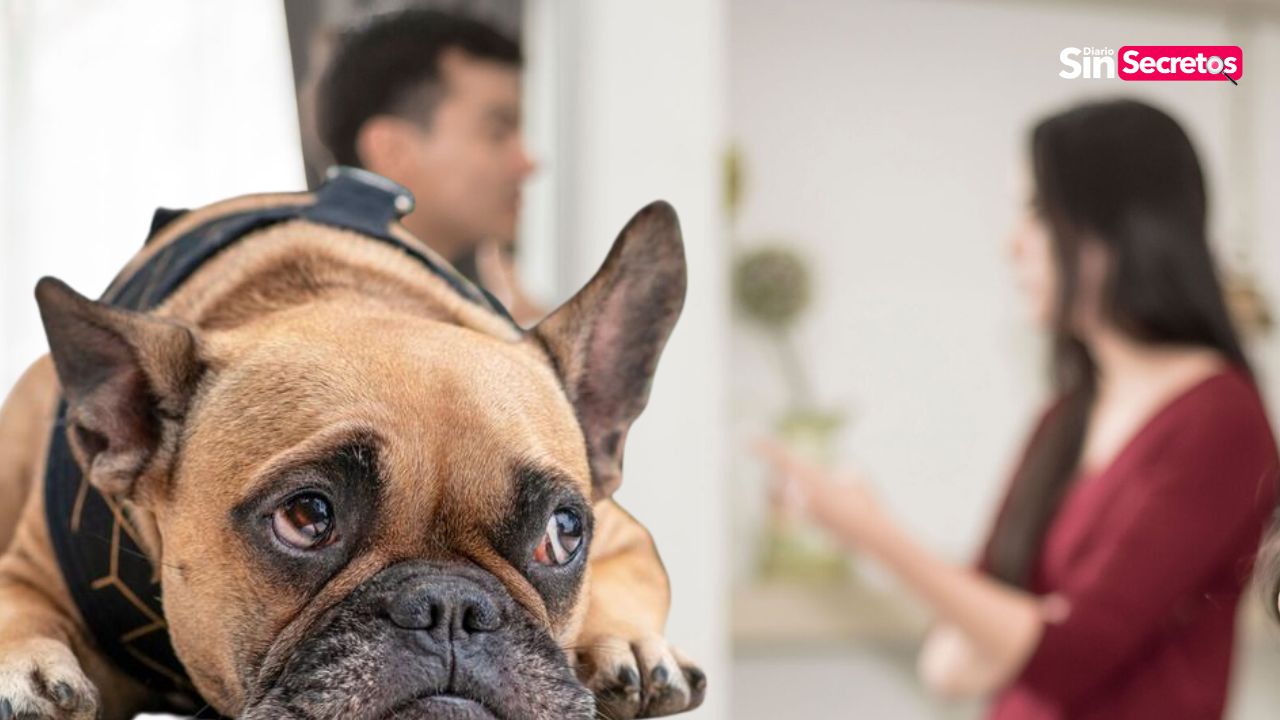 ¿Con quién se queda el perro? Morena propone solución ante divorcio