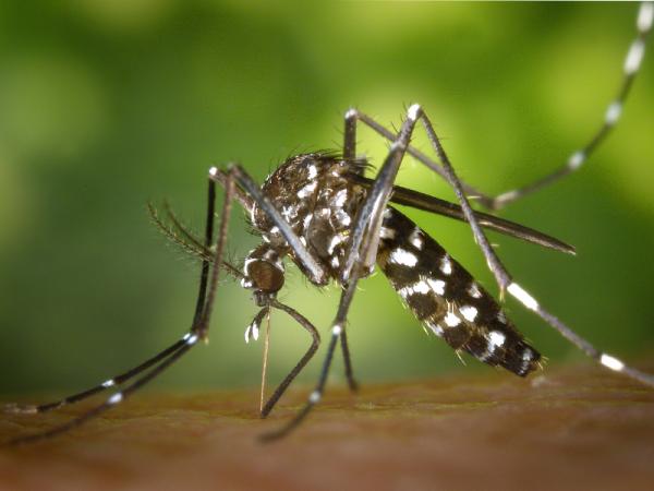 En Puebla, seis personas hospitalizadas por dengue