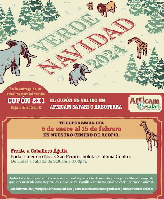 Gobierno de Tonantzin Fernández sumado a la iniciativa «Verde Navidad” 