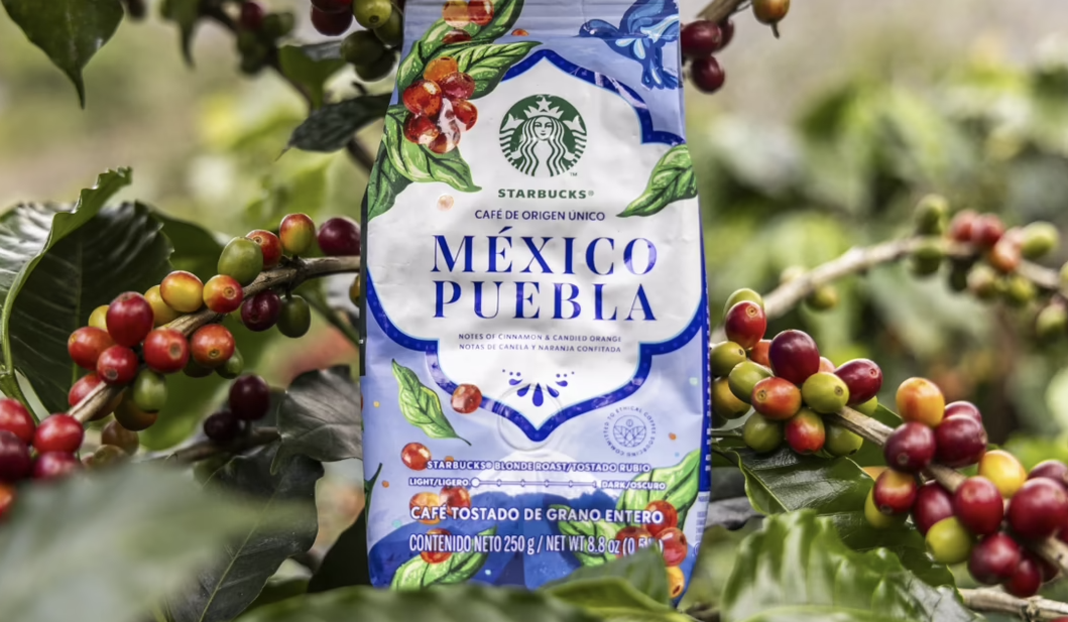 starbucks, cafe, bebida cara, cafe mexico puebla,, cafe puebla, hoy