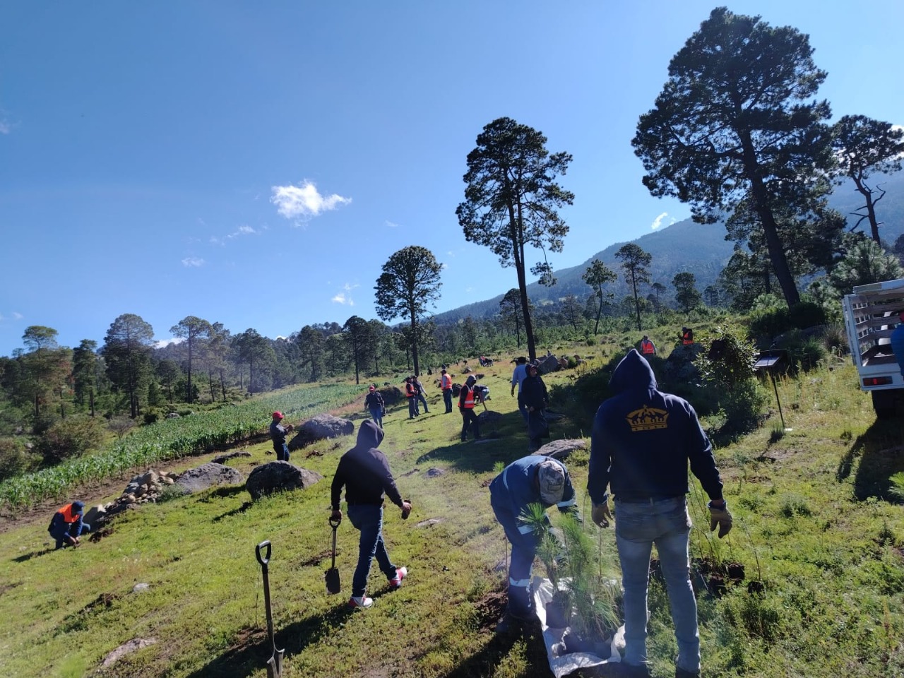 El Valle de Perote es reforestado
