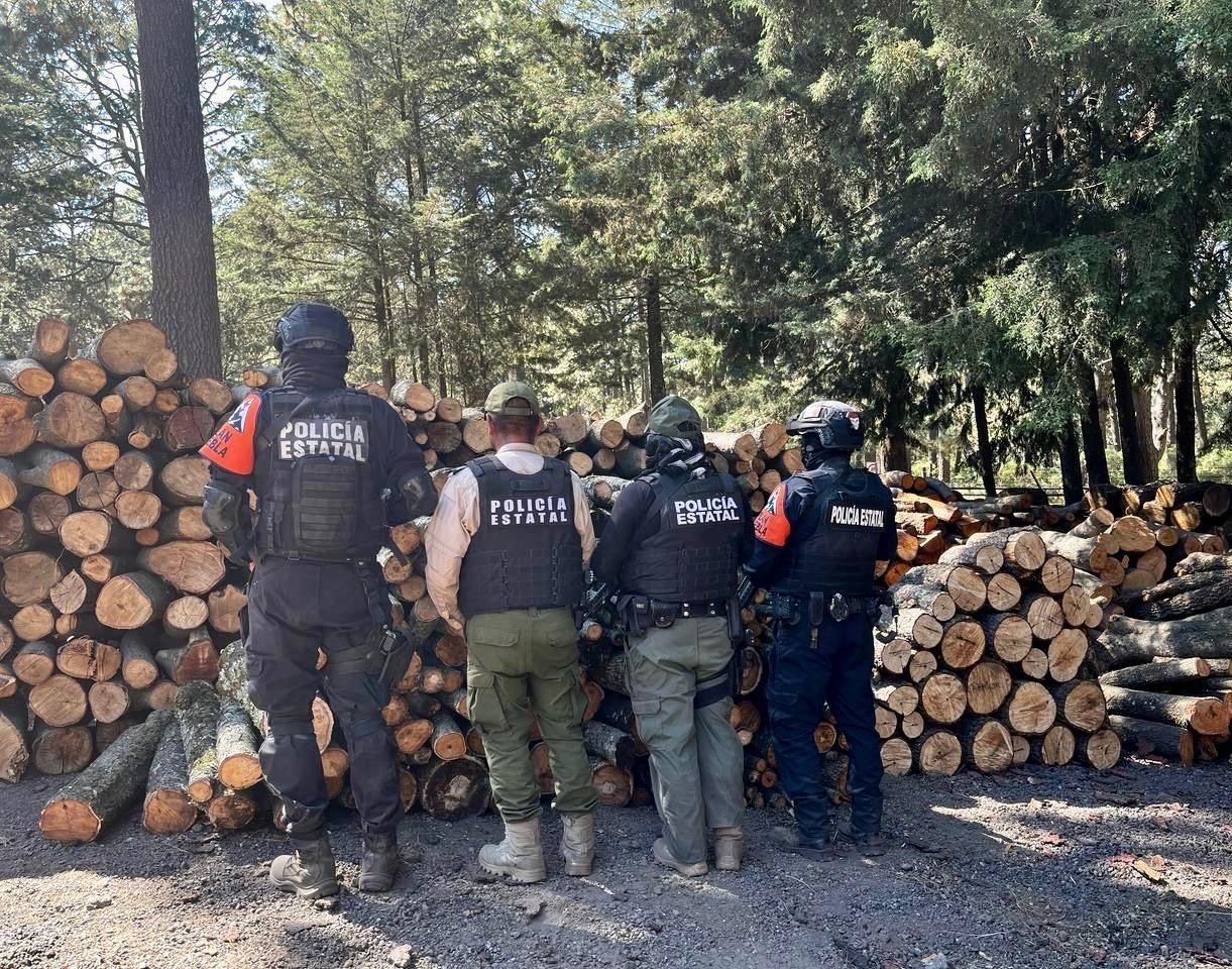 Golpe a la tala ilegal; aseguran 231 troncos de encino y pino en “La Malinche”