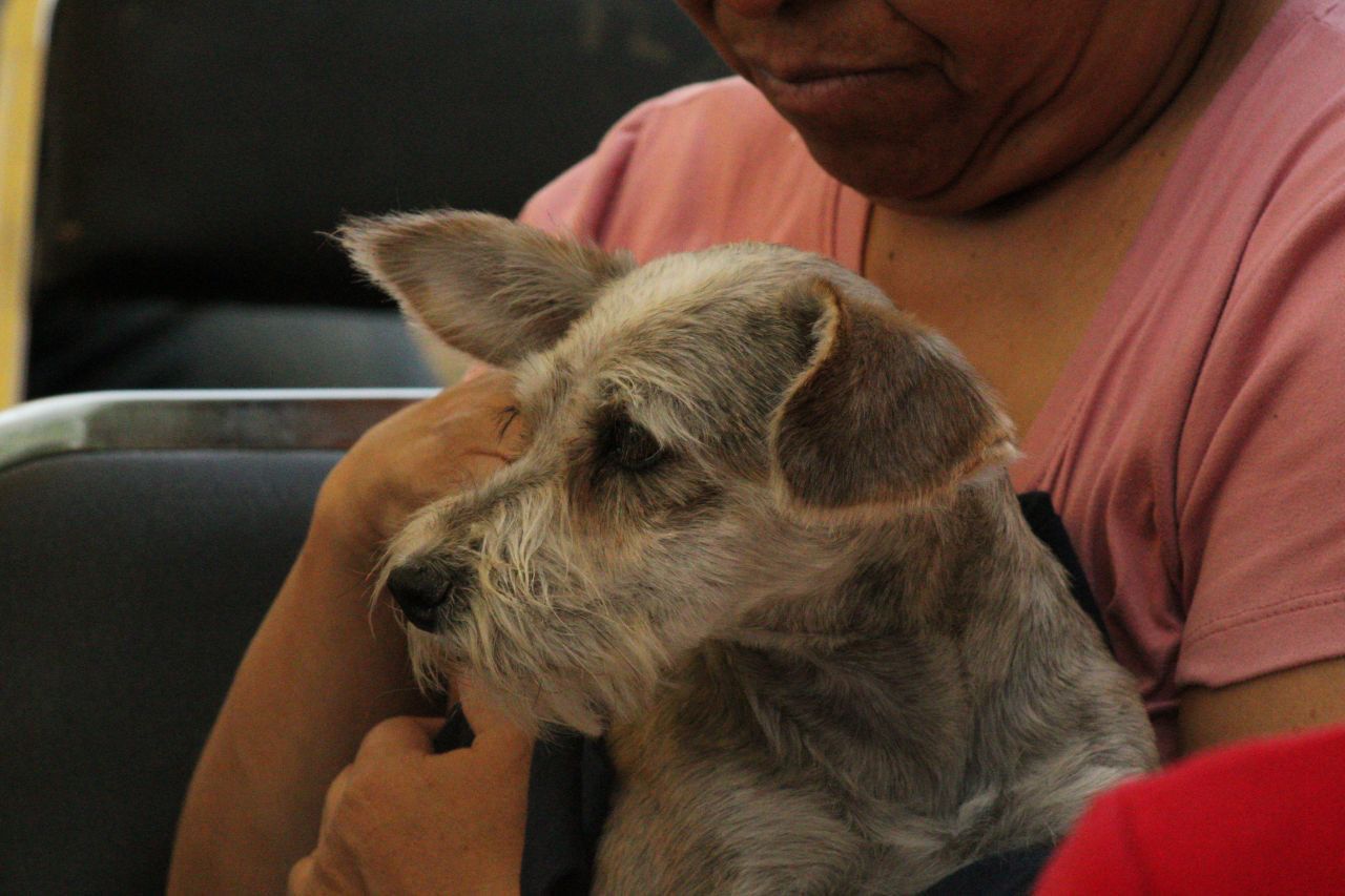 El cuidado animal en Puebla capital