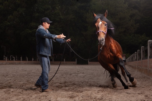  DAAN METHOD, una nueva forma de entender y respetar a los caballos