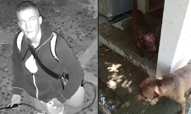 !Indignante¡ Extranjero rocía ácido a perros en Oaxaca