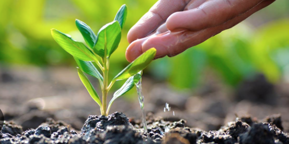 Puebla lanza ambicioso plan de Reforestación 2025: ¡Invertirán 14 millones de pesos y regalarán árboles frutales!