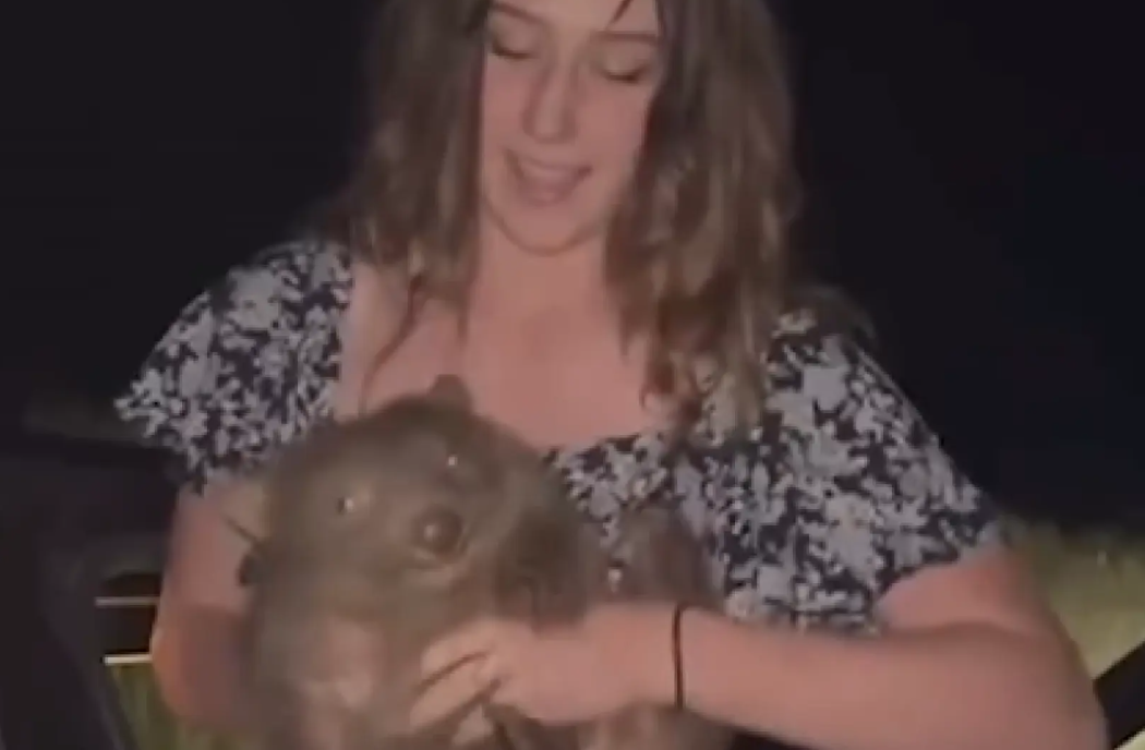Indignación en Australia por influencer que separó a una cría de wombat para tomarse una foto