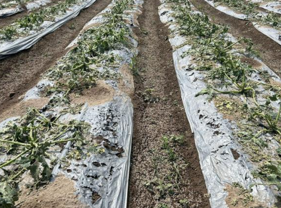 Lluvias, granizo y heladas afectan hortalizas en Puebla: entregan apoyo de 11 mdp
