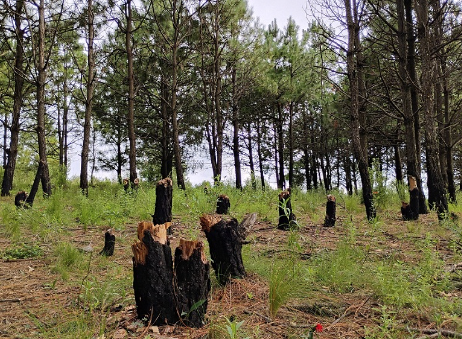 Ecoparque La Malinche: rescate ambiental ante tala clandestina