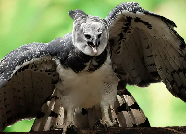 Reaparece el majestuoso águila arpía en Chiapas tras 12 años de ausencia