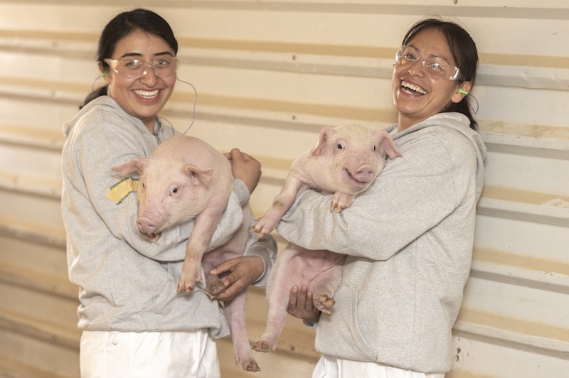 El Bienestar Animal, prioridad en procesos productivos de Altosano-Granjas Carroll