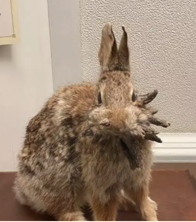 Conejos “Frankenstein” en Colorado: viral el impacto visual.