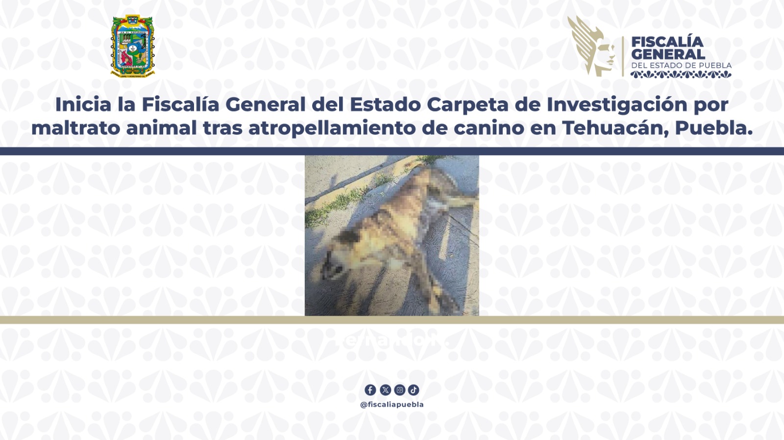 Justicia para Tiger: Fiscalía investiga atropellamiento de perrito en Tehuacán