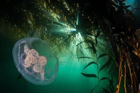 Hallan un ecosistema submarino «de otro planeta» en Argentina: corales encendidos, criaturas que brillan y una biodiversidad nunca vista a 3.500 metros