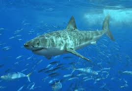 Científicos confirman giro migratorio de tiburones blancos: están llegando en masa a Canadá y EE. UU.