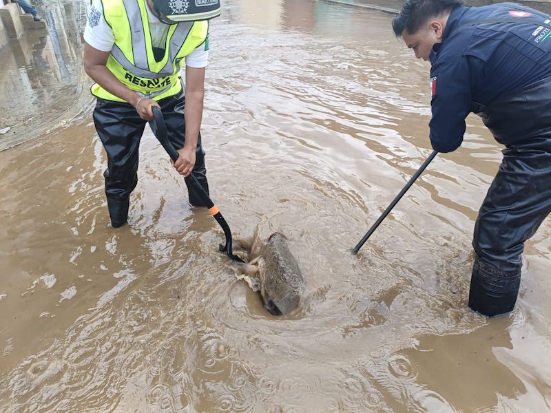 San Pedro Cholula: Ante tromba, “Brigada Pluvial” realizó acciones de desazolve de alcantarillas