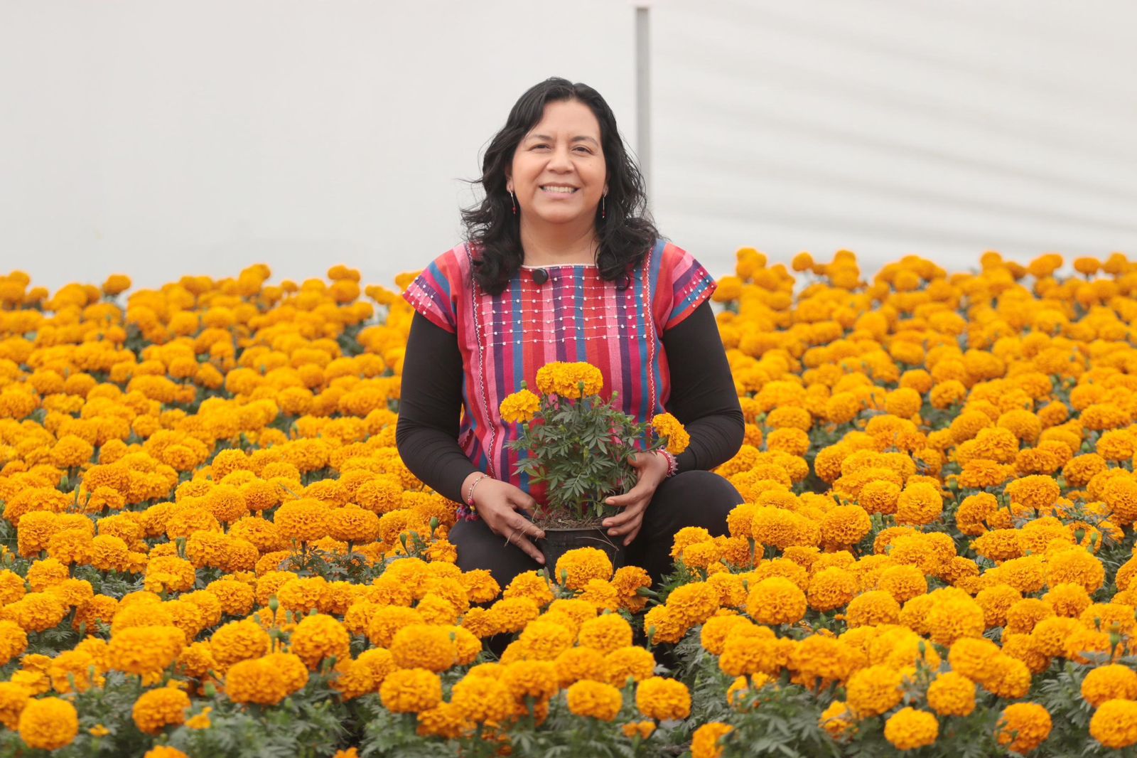 Puebla líder en producción de cempasúchil y terciopelo; concentra el 72% nacional