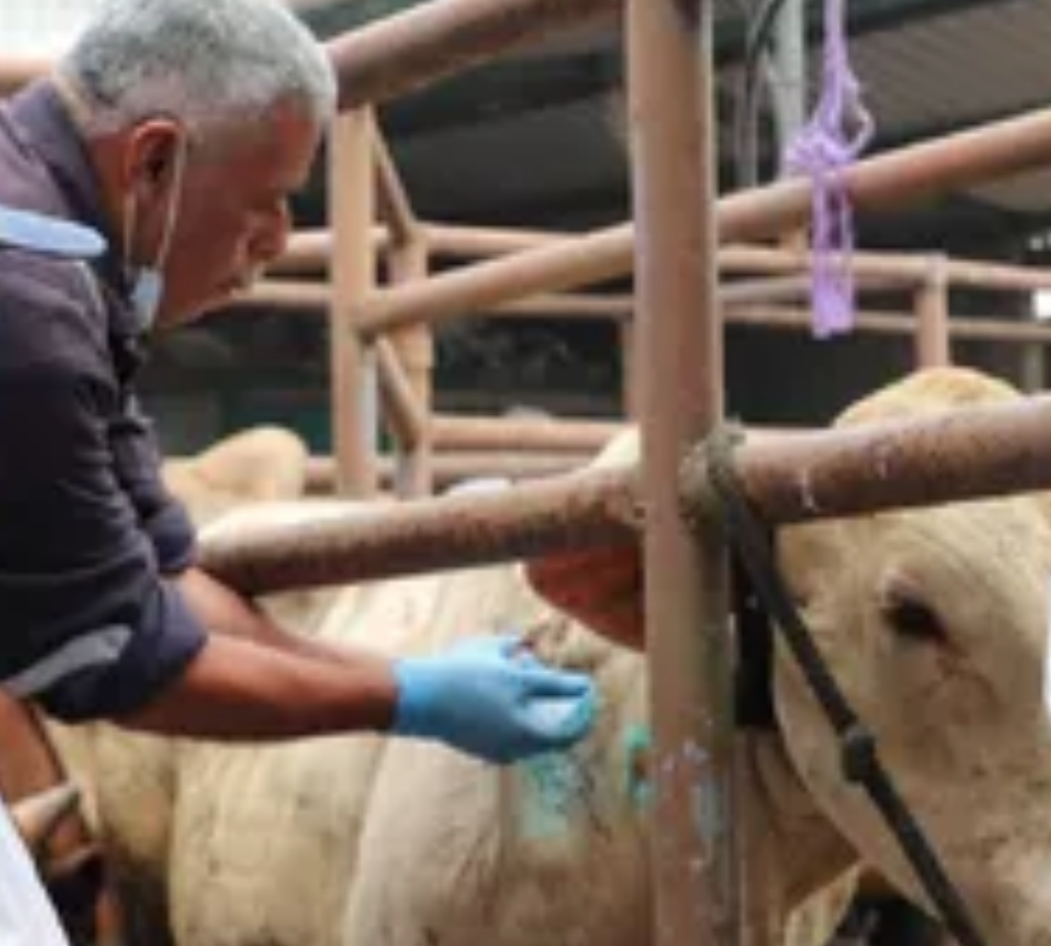 Refuerzan acciones para control del Gusano Barrenador del Ganado en Puebla