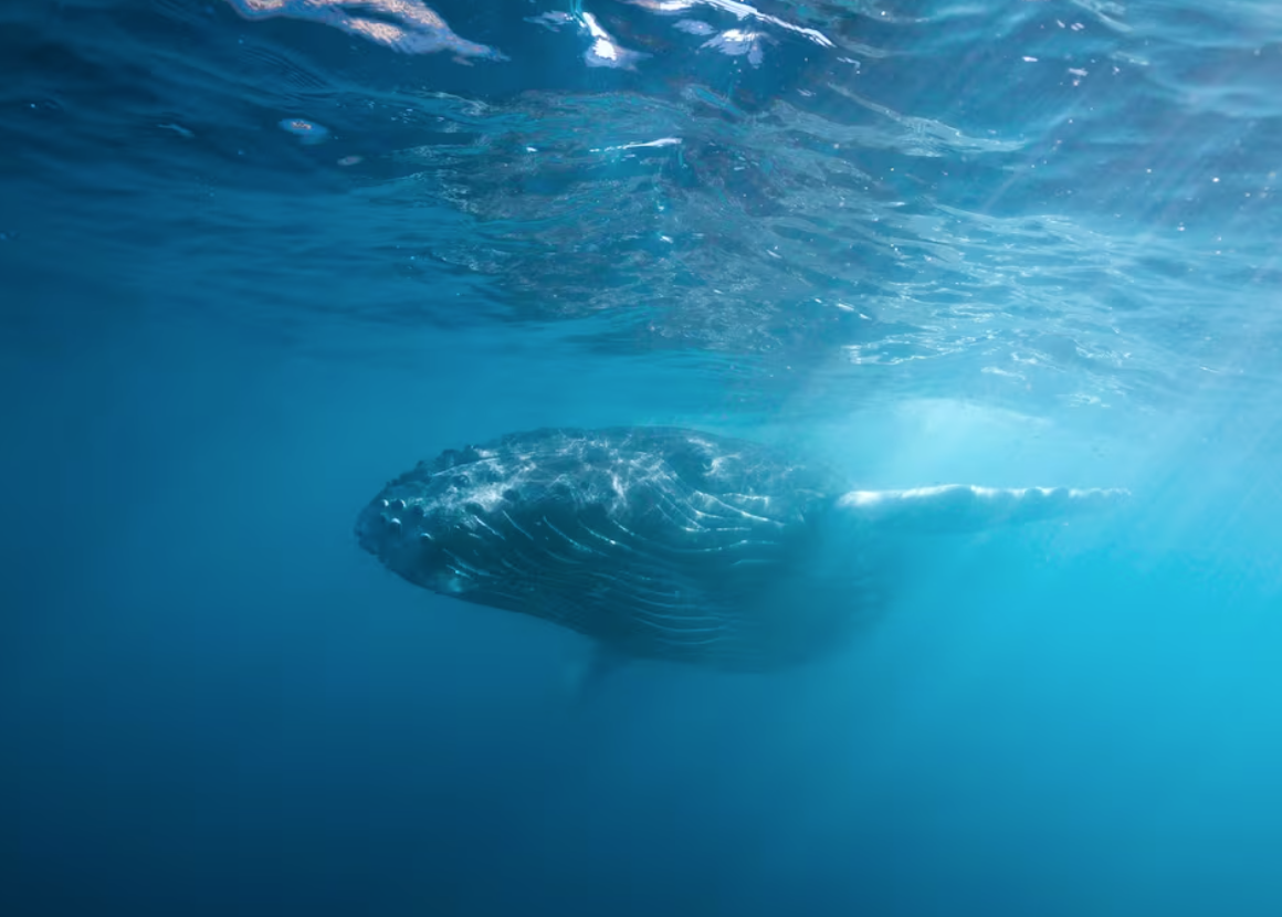 Demanda histórica busca proteger a las ballenas del Golfo de California ante proyecto gasífero
