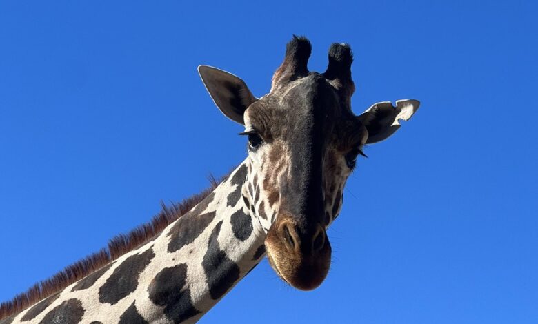 Benito la jirafa celebra dos años de una nueva vida en Africam Safari