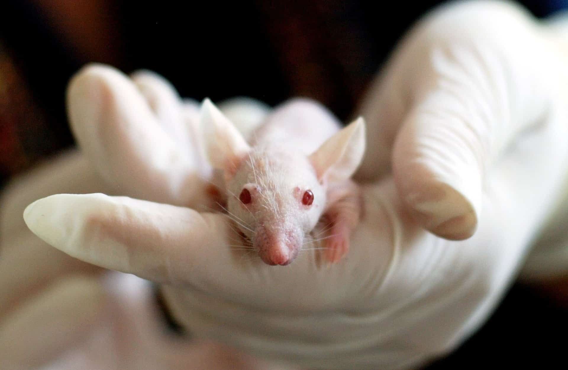 BUAP aclara que no utiliza animales para pruebas de laboratorio desde hace 40 años
