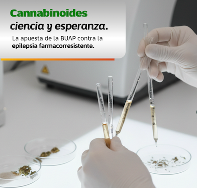 Uso de canabis para tratamiento de epilepsia: Entérate.