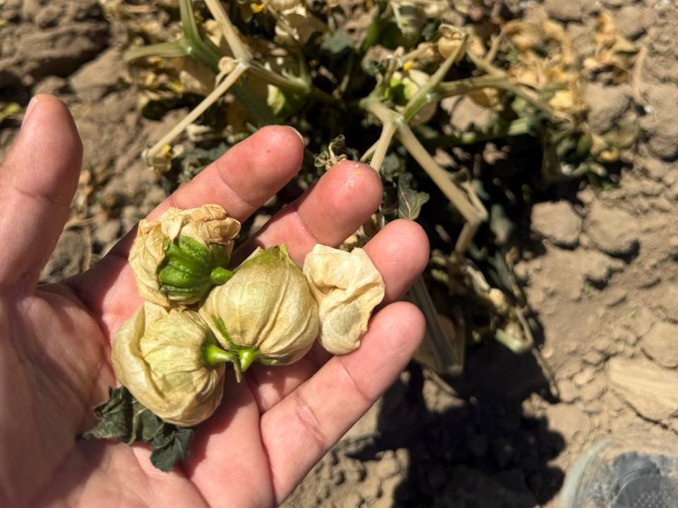 Activan apoyo emergente al campo poblano tras heladas; destinan 30 mdp para productores