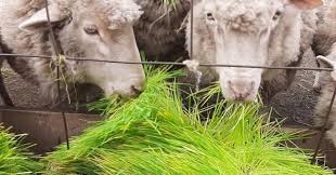 Altosano Granjas Carroll capacita para alimentar a pequeñas especies en el estiaje