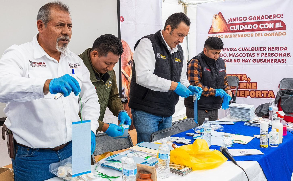 Refuerza gobierno estatal prevención del gusano barrenador en Sierra Negra