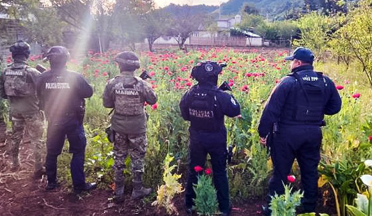 Aseguran plantío de amapola en Atempan