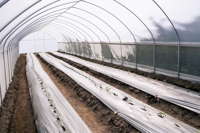 Invernaderos  a productores de San Andrés Cholula