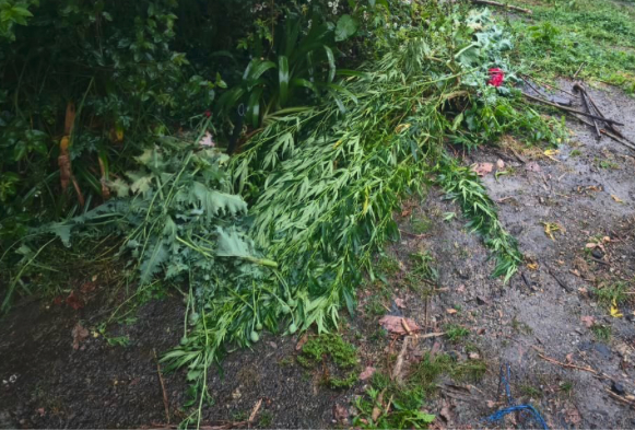 Aseguran cultivos de  amapola y marihuana, en Atempan