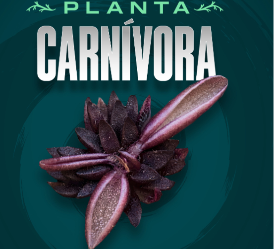 ¡Descubren nueva planta carnívora, estudiantes Buap !