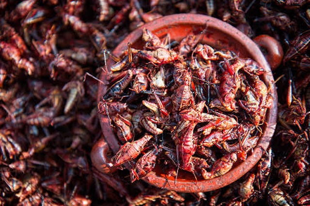 Insectos comestibles  que forman parte del patrimonio biocultural de San Pedro Cholula