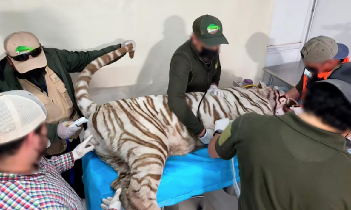 Kenzo, el tigre de bengala, muere tras operativo de captura en Edomex