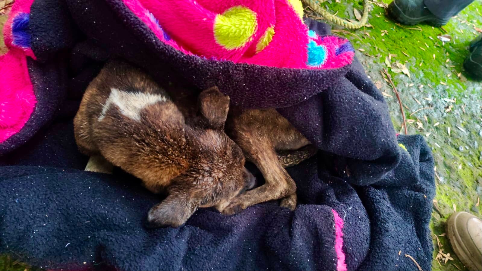 Rescatan a mascota atrapada en pozo de la colonia Nuevo León